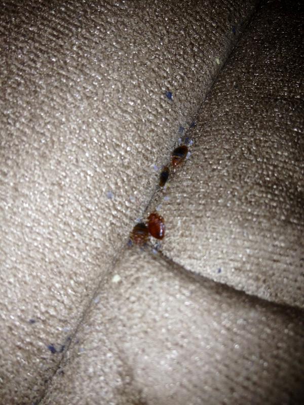 Bedbug Services Monroe Pest Control NWI and Chicagoland Termite and Pest Removal Specialists