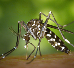 Mosquito/Tick Services
