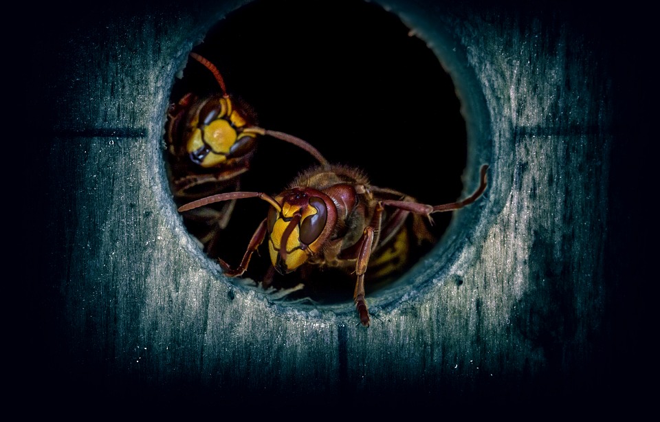 Seeing Yellow Jackets or Hornets?
